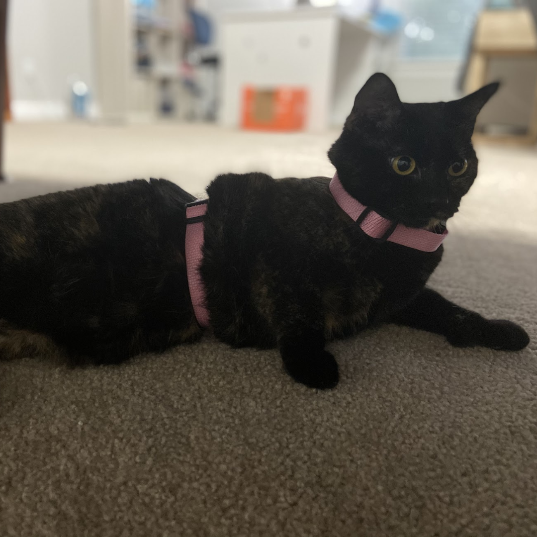 Cat wearing a harness