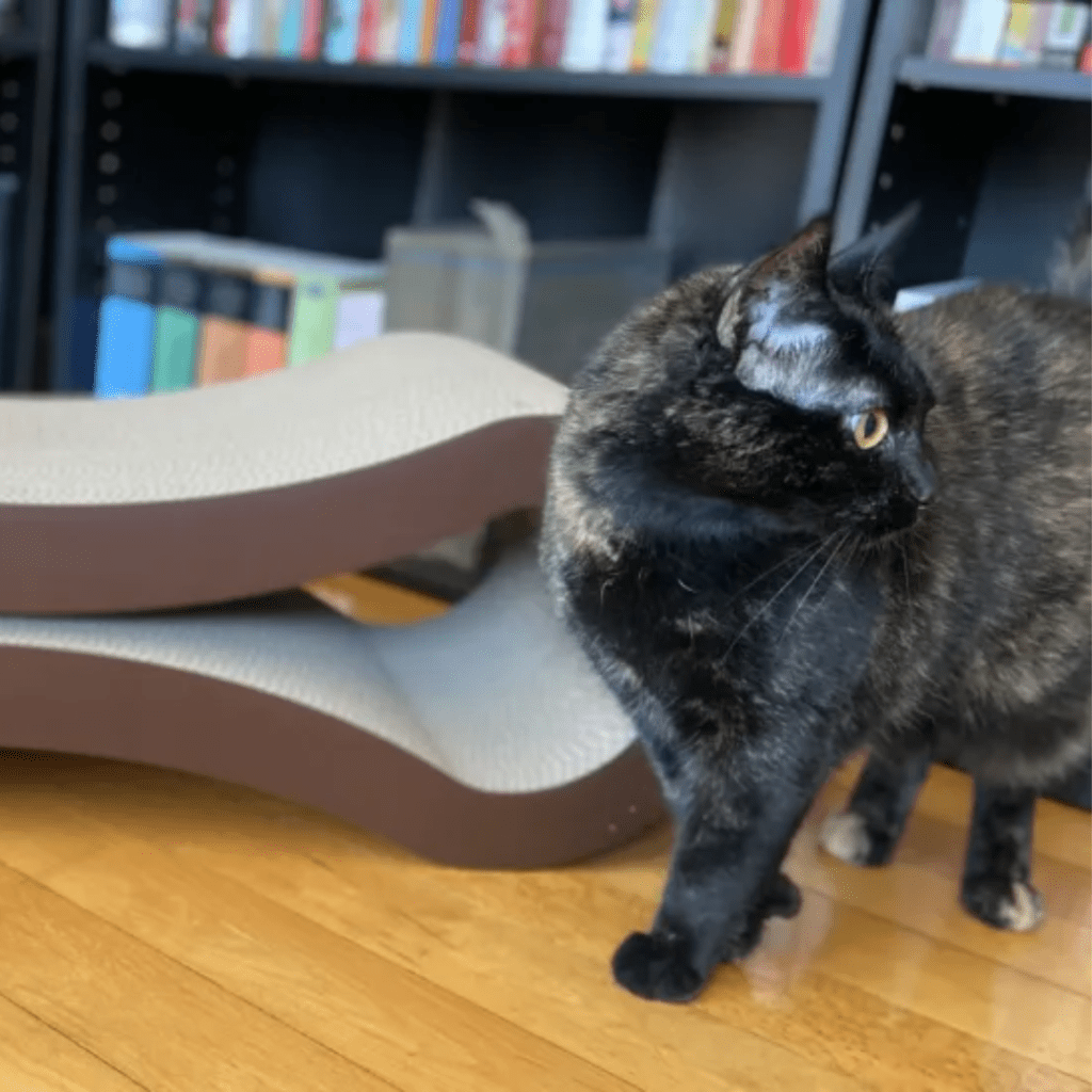 Cat next to a cat scratcher